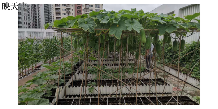 滄州屋頂輕質種植土用什么材料 河北雄安信盈科技供應