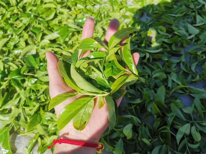 芝兰茶叶网上批发