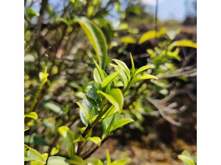 嘉兴杏仁香茶叶网上批发,茶叶