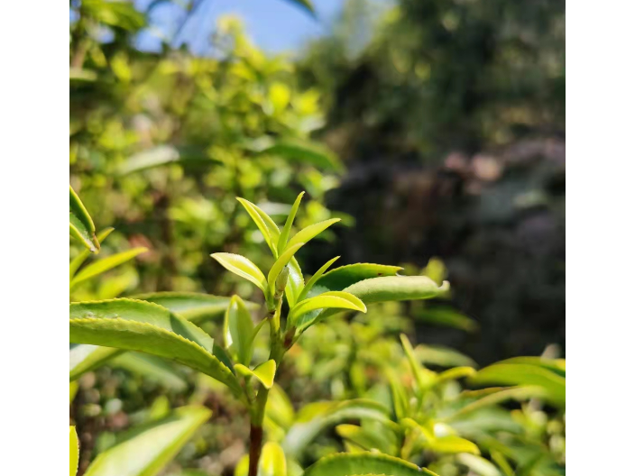 无锡鸭屎香茶叶货源