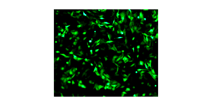 攀枝花细胞迁移第三方检测机构 成都瑞普信生物供应
