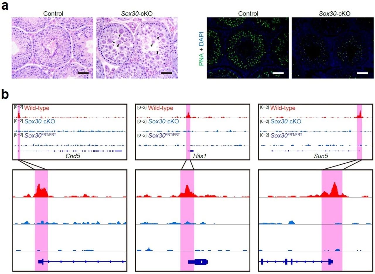 Sox30基因敲除阻碍了小鼠精子细胞的发育.jpg