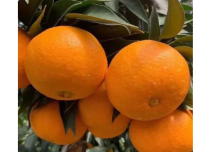 柑橘珍稀品种