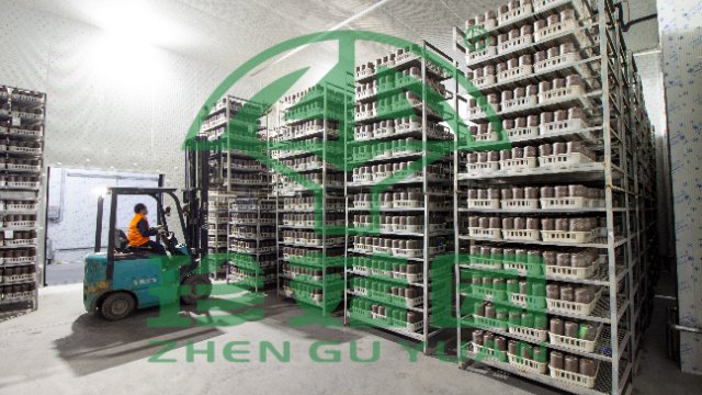 浙江草菇,菇