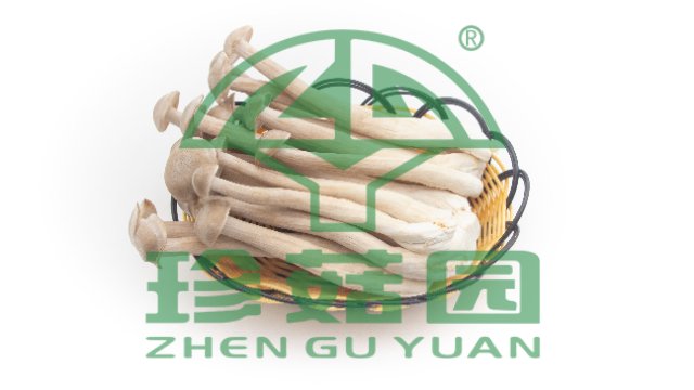 牡蠣菇人工種植,菇