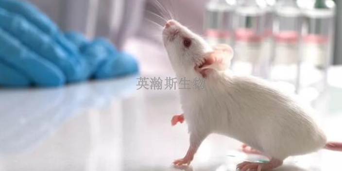 贵州小鼠实验动物模型