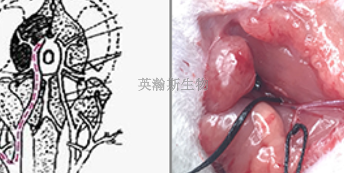 江西构建实验动物模型