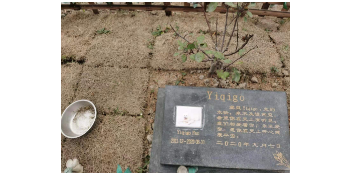 台州宠淘宠物殡葬 上海宠淘宠物供应