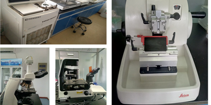 河北病理免疫組化價(jià)格 值得信賴 南京英瀚斯生物科技供應(yīng)