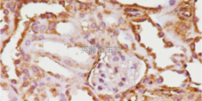 山东动物组织免疫组化实验