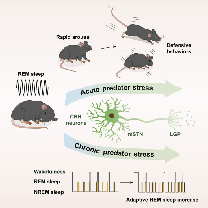 mSTN-CRH-LGP神经环路调控REM睡眠和防御行为-滔博生物.jpg