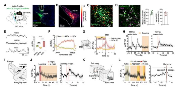 警觉状态下mSTN-CRH神经元对布列星刺激反应的神经元活动-滔博生物.jpg