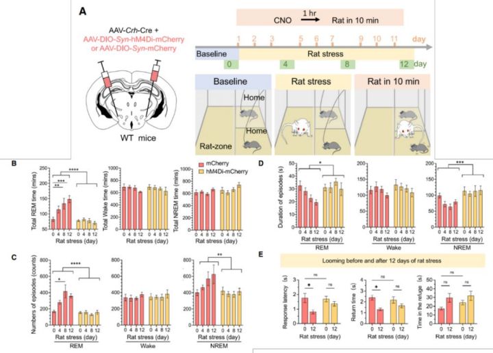 mSTN-CRH神经元是对捕猎者刺激的自适应快速眼动睡眠反应的关键-滔博生物.jpg