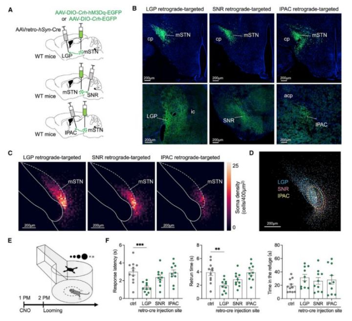 不同投射靶向mSTN-CRH神经元在逃避反应中的作用-滔博生物.jpg