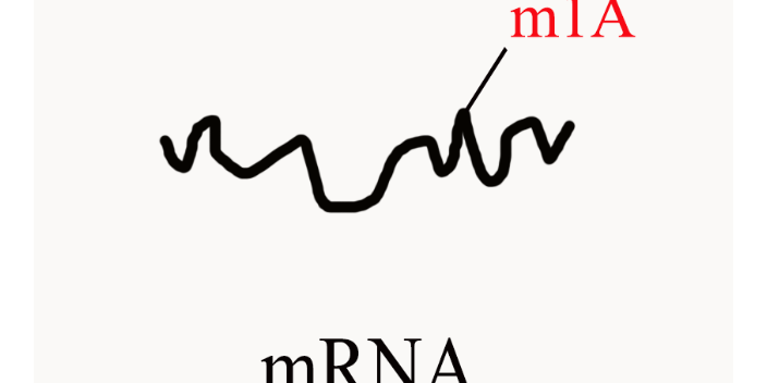 河北区m1AmRNA测序,m1A