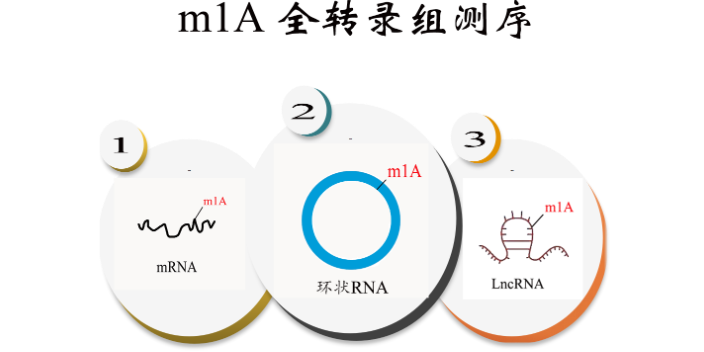 蓟州区m1A环状RNA测序,m1A