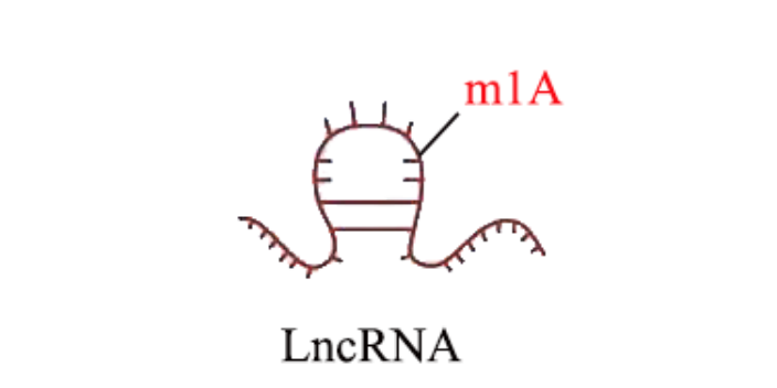 大兴区m1AlncRNA测序,m1A