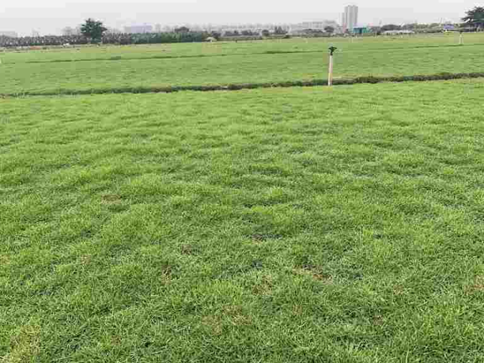 贵州街道台湾草种植,台湾草