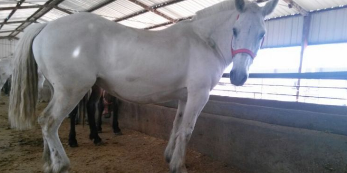 宁夏哪里有马繁育基地,马