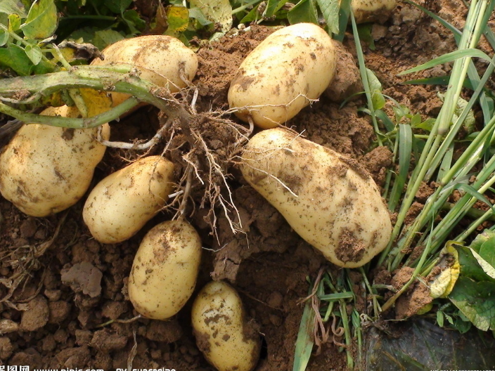 黑龙江通常土豆种植时间