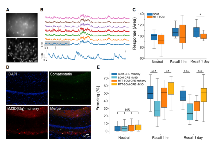 增强RTT小鼠在CFC实验期间的SOM细胞活性可以改善长期记忆的回忆-滔博生物.png