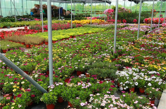 路桥区大型花卉绿植供应