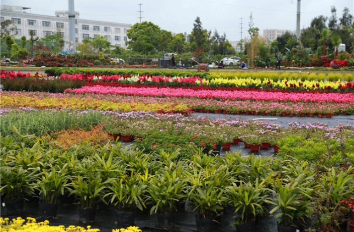 仙居县常用花卉绿植直销