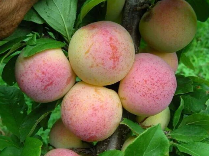 遼寧新品種果樹養護
