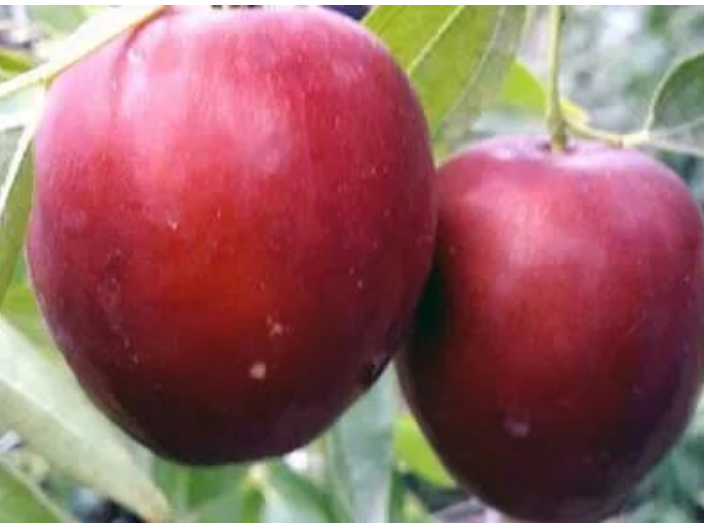 贵州水果苗新品种树有哪些品种