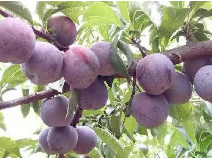 西安珍品软枣猕猴桃二号新品种