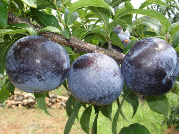 西安果树新品种苗