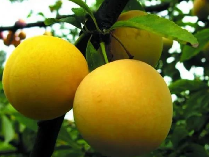桃树树苗新品种哪家品质好 诚信服务 浙江品禧瑞农业供应