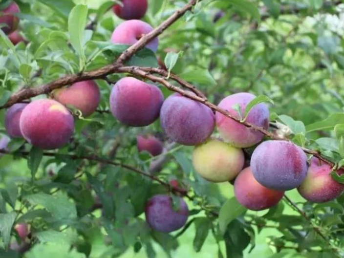 新品种桃树树苗哪家便宜