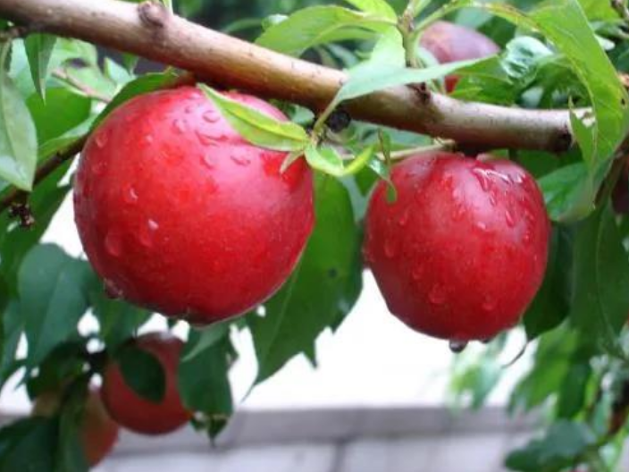上海哪有卖桃树苗 客户至上 浙江品禧瑞农业供应;