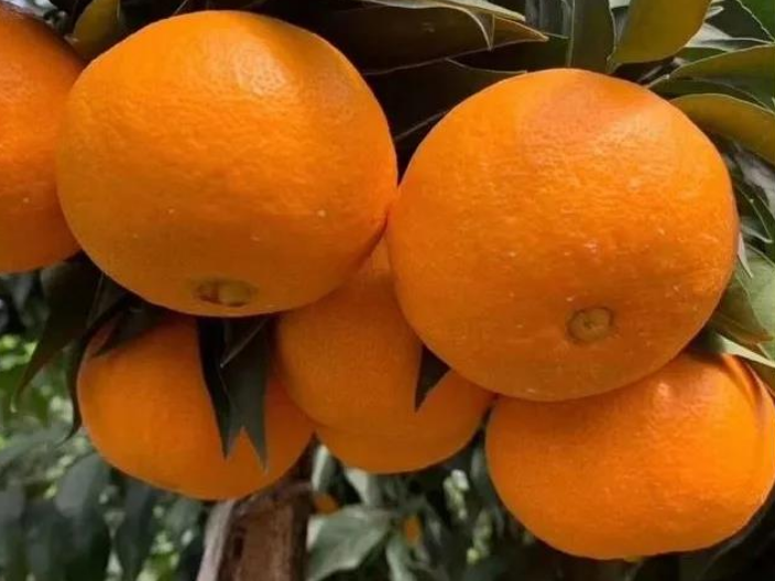 柑橘树苗的品种供货价格