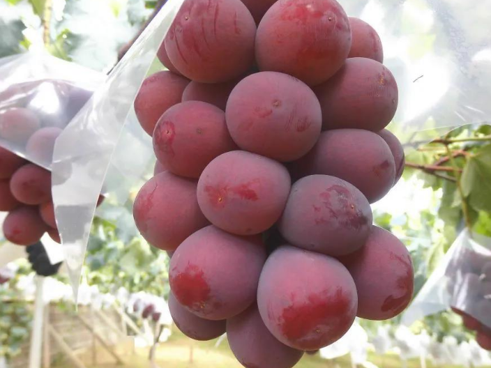 日本红宝石葡萄苗好品种供货费用