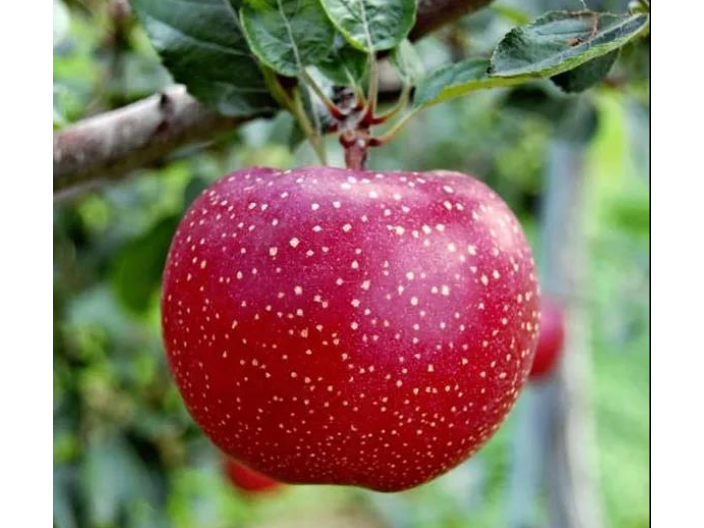 苹果树苗品种价位