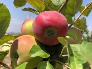 蘋果樹苗新品種供貨價格 誠信服務 浙江品禧瑞農業供應