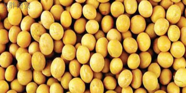 齐齐哈尔短期大豆品类