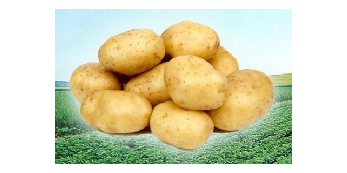 安徽天然土豆