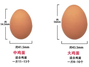 深圳泡沫鵪鶉蛋托生產商 服務為先 深圳市同盛祥包裝材料供應