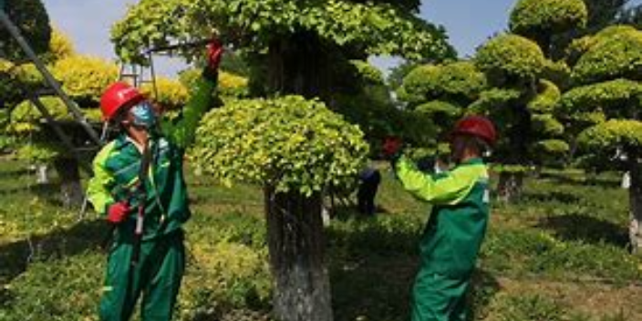 安徽选择园林绿化工程代理商,园林绿化工程