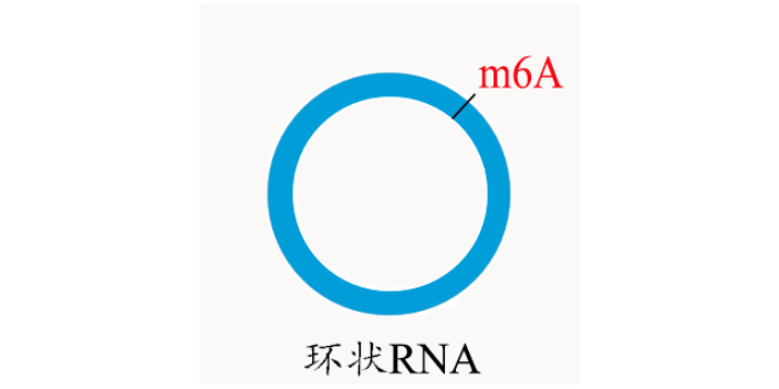 郑州m6Apri-miRNA测序,m6A