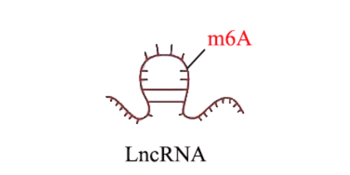 宝山区m6A环状RNA测序,m6A