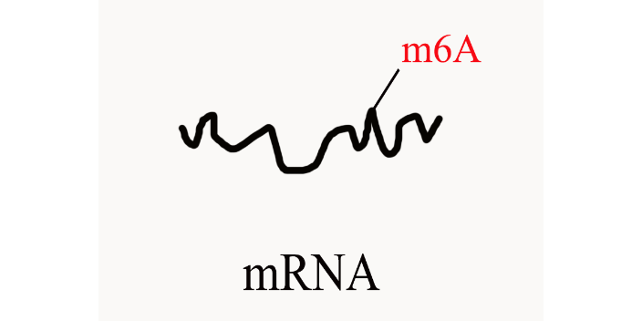 郑州m6Apri-miRNA测序,m6A