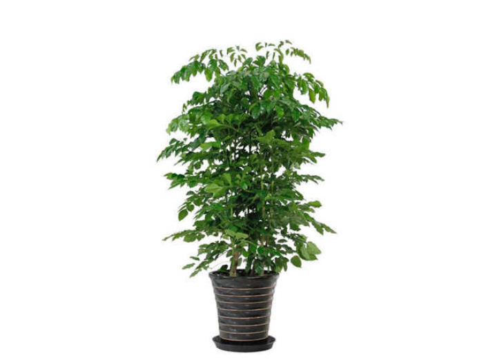 福建商场绿植租赁公司