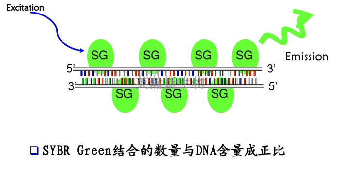 熒光定量pcr擴(kuò)增,pcr