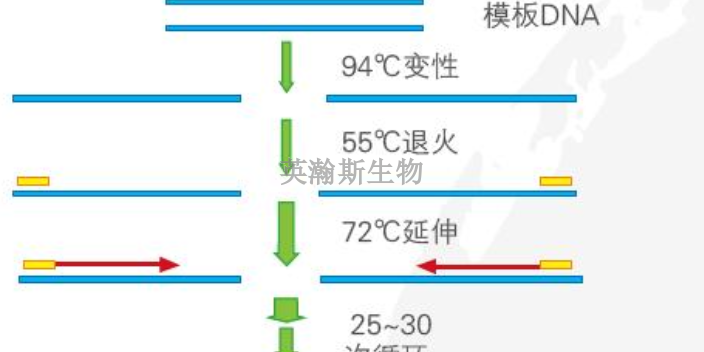 江西熒光定量pcr怎么選擇,pcr