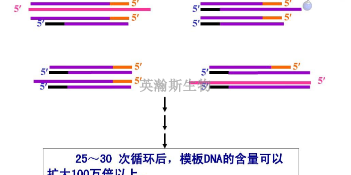 四川靠譜pcr檢測,pcr