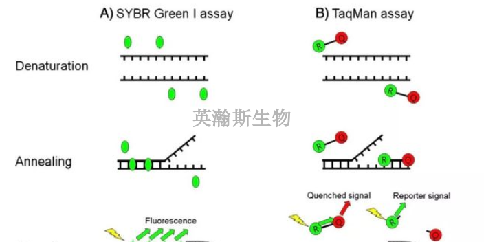 云南樣本pcr外包,pcr